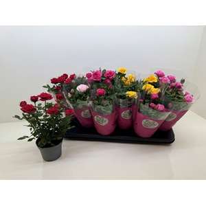 RO STAR ROSES GEM