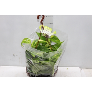 JIBOIA VERDE C21 PENDENTE