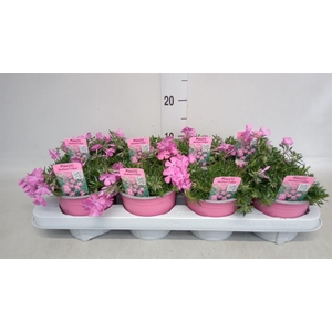 Phlox sub. 'MacDaniels Cushion'