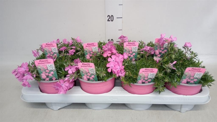<h4>Phlox sub. 'MacDaniels Cushion'</h4>