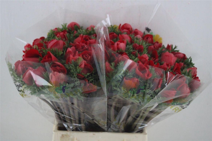 <h4>Anem Mistral Red</h4>