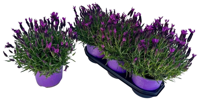 <h4>LAVAN STOECHAS</h4>