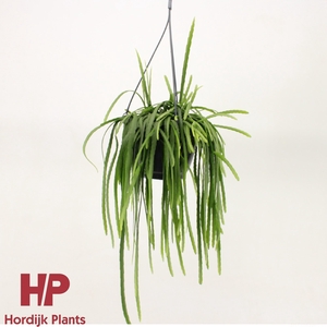 Lepismium bolivianum P21