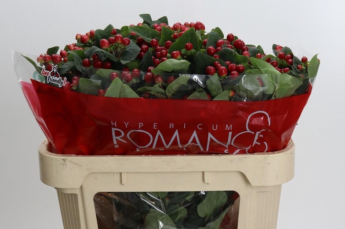 <h4>HYP TRUE ROMANCE</h4>