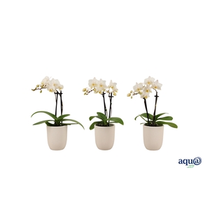 Hugo White Tiny Dolls Wit 2T12+ Aqu@