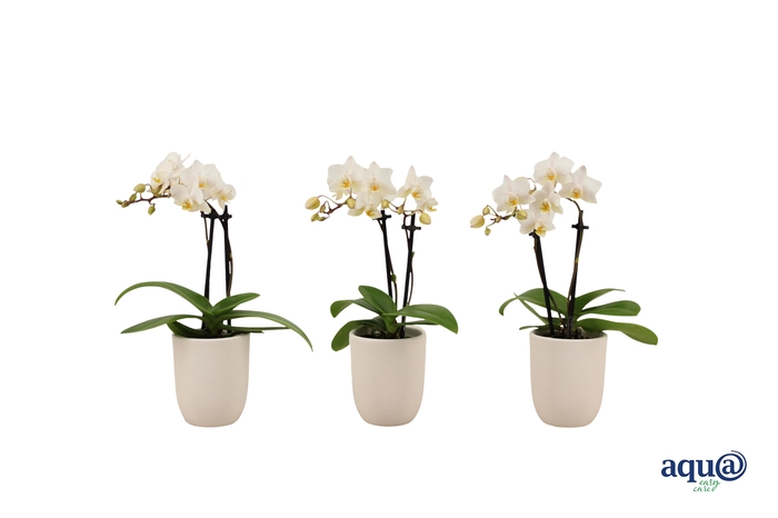 <h4>Hugo White Tiny Dolls Wit 2T12+ Aqu@</h4>