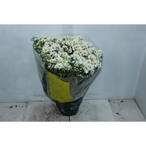 CRISANTEMO BOLA BELGA P20 BRANCO