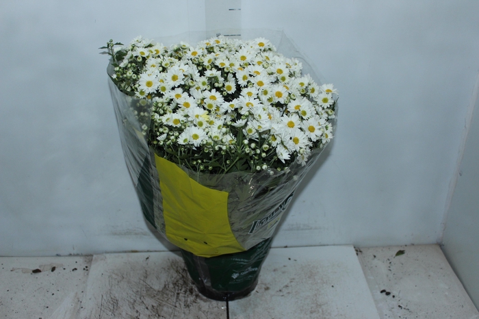 <h4>CRISANTEMO BOLA BELGA P20 BRANCO</h4>