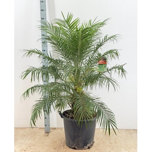 PHOENIX ROEBELENII