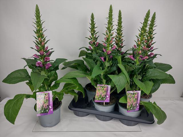 <h4>DIGI PURPUREA</h4>