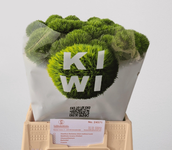 <h4>DI BARB KIWI MELLOW</h4>