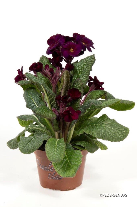 <h4>PRIMULA VERIS p11</h4>