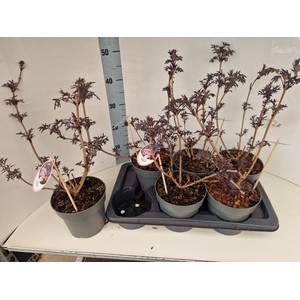 Sambucus nigra 'Black Lace'