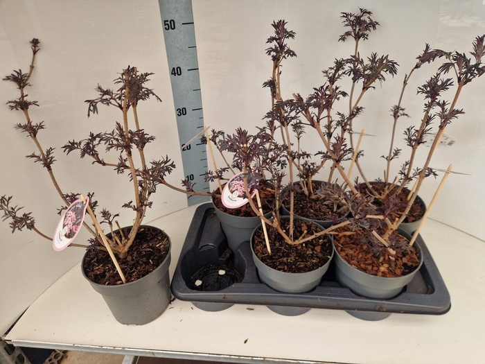 <h4>Sambucus nigra 'Black Lace'</h4>