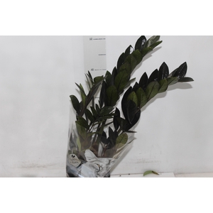 ZAMIOCULCAS BLACK QUEEN P14