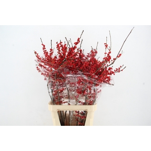 ILEX VE RODE BES 100CM ARTISTIEK