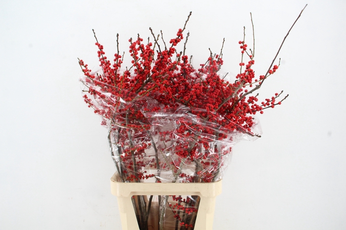 <h4>ILEX VE RODE BES 100CM ARTISTIEK</h4>