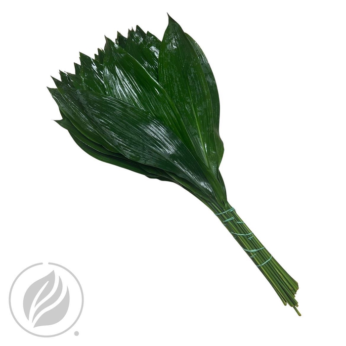 <h4>Aspidistra 60cm</h4>