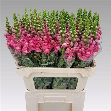 <h4>ANTIR POTO CHER ROSE</h4>