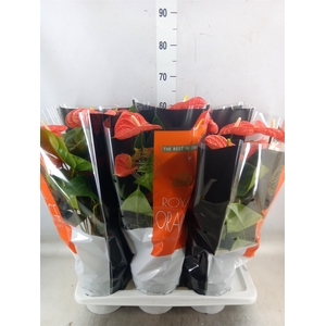 Anthurium andr. 'Madural Orange'