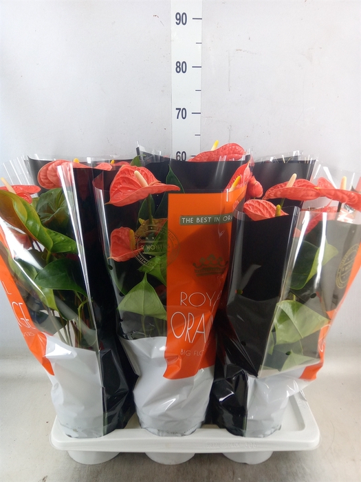 <h4>Anthurium andr. 'Madural Orange'</h4>