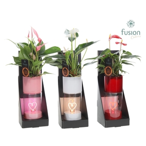 LEDhartlicht planter met Anthurium