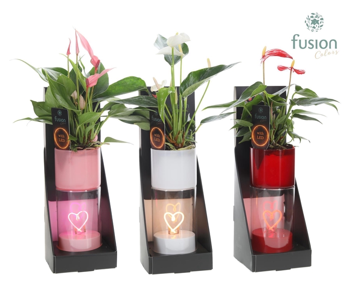 <h4>LEDhartlicht planter met Anthurium</h4>