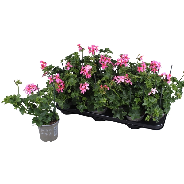 <h4>Pelargonium Peltatum Balcon Roze</h4>