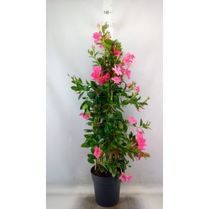 Mandevilla sand. 'Eagle Eye'