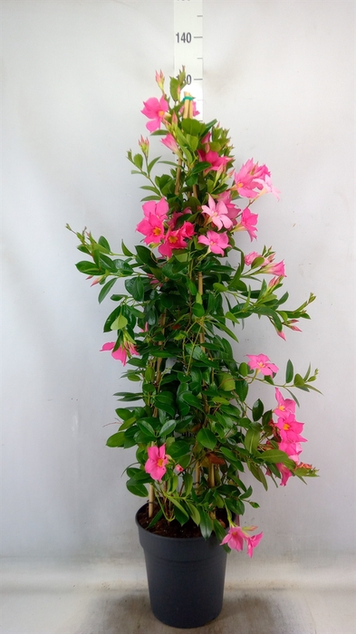 <h4>Mandevilla sand. 'Eagle Eye'</h4>
