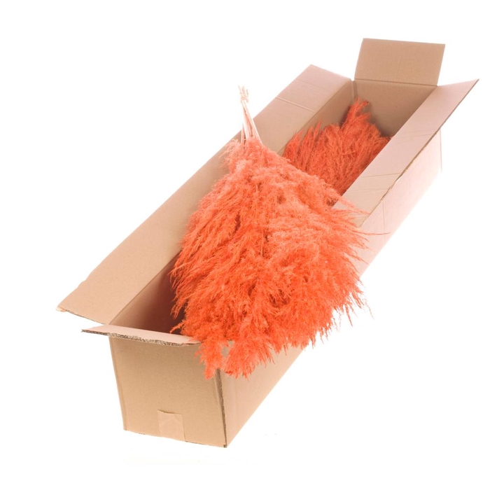 <h4>Pampasgras 115cm 5pc Bunch Sb Burnt Orange</h4>