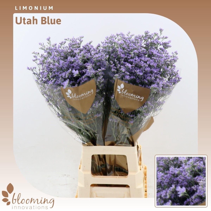 <h4>Limonium Utah Blue</h4>