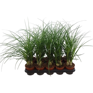 Beaucarnea Recurvata 3pp