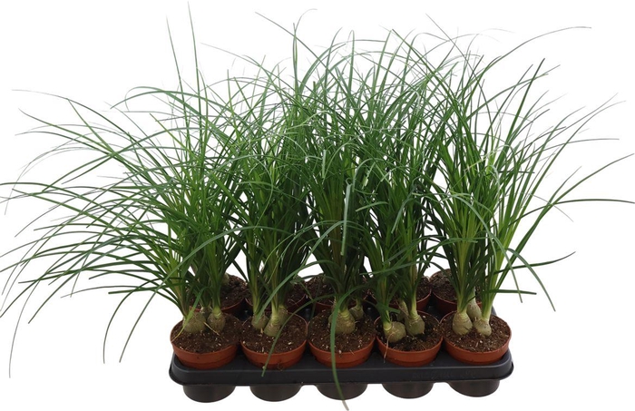 Beaucarnea Recurvata 3pp