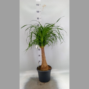 Beaucarnea recurvata