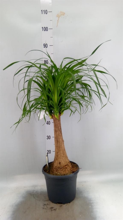 <h4>Beaucarnea recurvata</h4>