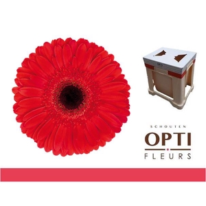 Gerbera Dynamic Water