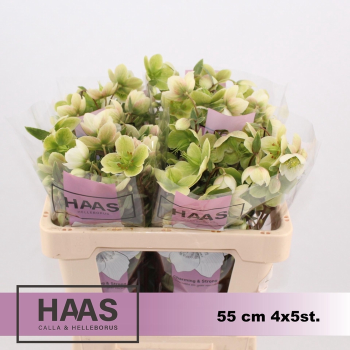 <h4>HELL MAGNIFIC BELLS</h4>