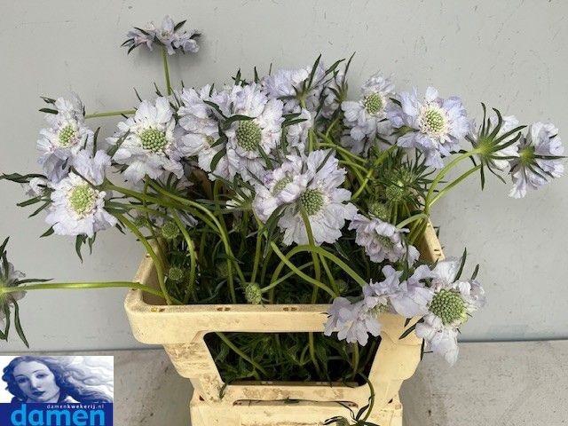 <h4>SCAB C JISCA</h4>