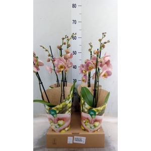 Phalaenopsis   ...orange