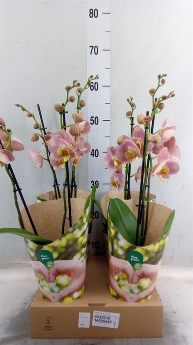 <h4>Phalaenopsis   ...orange</h4>