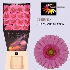 Gerbera Glossy Diamond