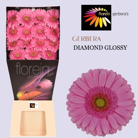 <h4>Gerbera Glossy Diamond</h4>