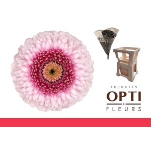 GE MB POM CAMILLA-Water hoes