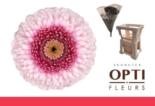 <h4>GE MB POM CAMILLA-Water hoes</h4>