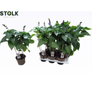 SALVIA BLACK & BLOOM