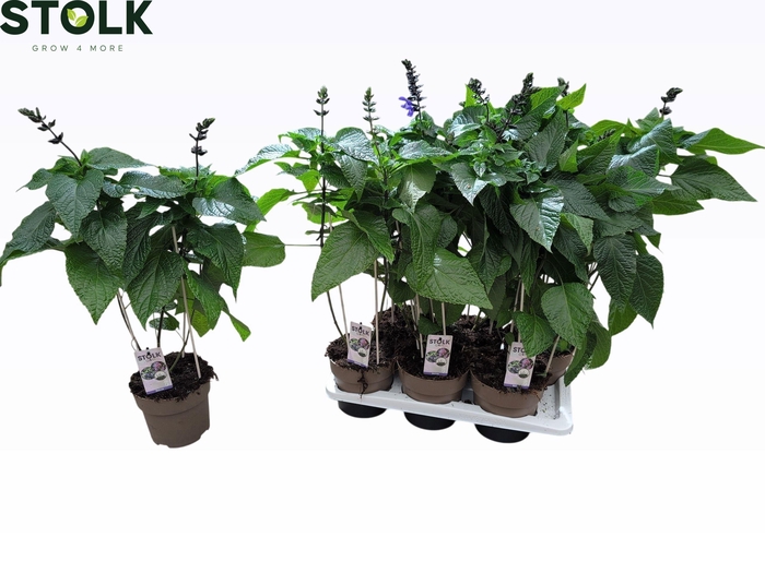 <h4>SALVIA BLACK & BLOOM</h4>
