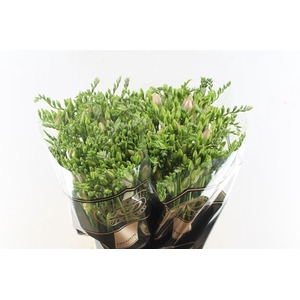 Fr Du Honeymoon Pink