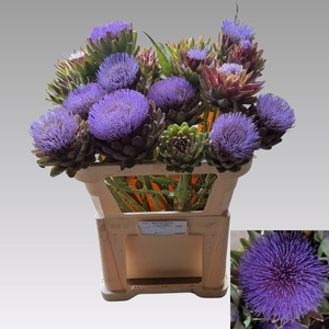 CYNARA SC GREEN GLOB