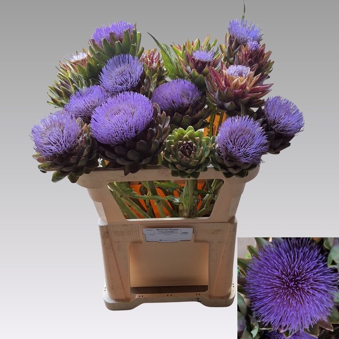 <h4>CYNARA SC GREEN GLOB</h4>